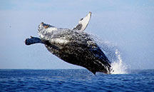 Whale