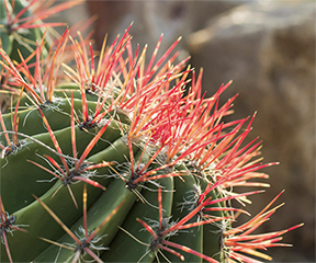 Tucson Botanical Gardens